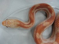 Hypo BR 2.jpg