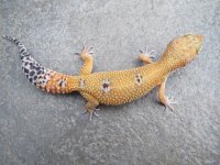 Female Bell HybinoElectric Tangerine.jpg