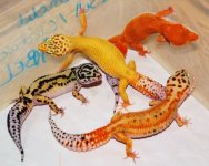 art,nature,reptile,animals,color,orange-6b10d27aa8c952a5ee7e15338eb7ac65_h.jpg