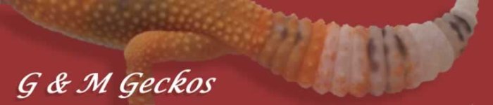 GMGeckosRED.jpg