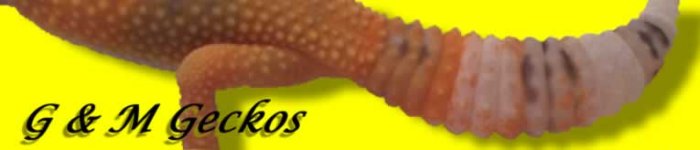GMGeckosYELLOW.jpg