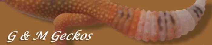 GMGeckosBROWN.jpg