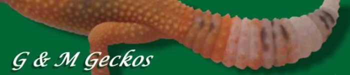 GMGeckosGREEN.jpg