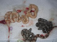 sunglow, albino hypo and  arabesque and hets 001.jpg