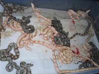 sunglow, albino hypo and  arabesque and hets 005.jpg