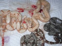 sunglow, albino hypo and  arabesque and hets 004.jpg