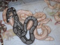 sunglow, albino hypo and  arabesque and hets 008.jpg