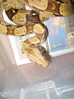 IMG_0326.jpg