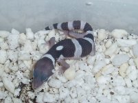 First-Baby-LIne-Bred-Snow-Male-Hatched-7-20-05-1-Cropped.jpg