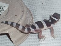First-Baby-LIne-Bred-Snow-Male-Hatched-7-20-05-2-Cropped.jpg