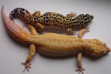 DAPTORXRS (Small).jpg