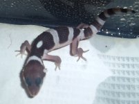First-Baby-LIne-Bred-Snow-Male-Hatched-7-20-05-3-Cropped.jpg
