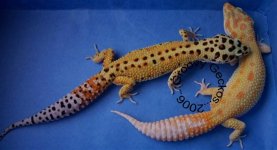 RAPTORXRSXAPTOR1 (Small) (2).jpg