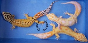 RAPTORXRSXAPTOR2 (Small).jpg