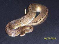 male pinstripe , pb (3).jpg