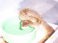 male baby pinstrip 5-2010 (2).jpg