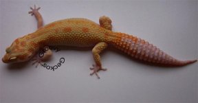 Goldie (Small).jpg