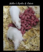 Mice - Pinkies - 1day v2.jpg