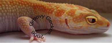 Goldieeye1 (Small).jpg