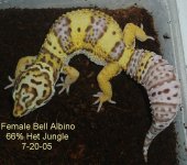 Female-Bell-66-Percent-Het-Bell-7-20-05.JPG