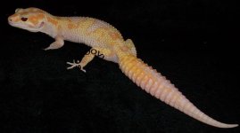 Diabla (Small).jpg