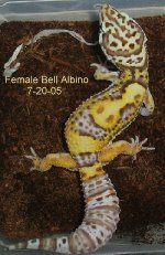 Female-Bell-from-Bell-Hybino-Male-7-20-05.JPG