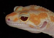 Diablaseye (Small).jpg