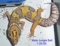 Jungle-Bell-7-20-05-2.JPG
