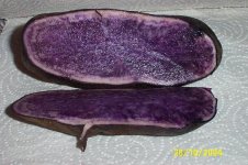 bluetato 003.jpg
