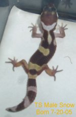Baby-Yellow-Male-Line-Bred-Snow-7-20-05.jpg