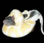 awe rats.jpg