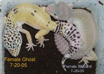Female-Ghost-and-blizzard-7-20-05.JPG