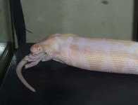 albino5.jpg