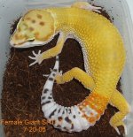 Female-SHT-Giant-66-Percent-Het-Tremper-7-20-05.JPG
