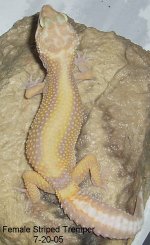 fEMALE-sTRIPED-tREMPER-7-20-05.JPG