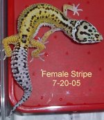Female-Stripe-from-Red-Stripe-Female-7-20-05.JPG