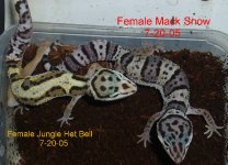 Femlae-Jungle-Het-Bell-and-Female-Mack-Snow-7-20-05-2.JPG
