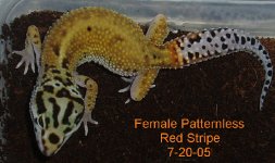 fEMLAE-pATTERNLESS-rED-sTRIPE-7-20-05.JPG