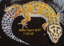 Male-SHT-Giant-66-Percent-Het-Tremper-7-20-05.JPG