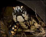 EasternBoxTurtle.1665.(logo).jpg