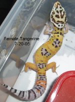Unsexed-Tang-7-20-05-2.JPG