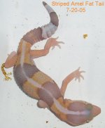 Unsexed-Amel-Striped-Fat-Tail-7-20-05-3.JPG