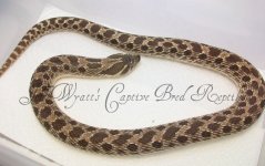 hognose.jpg
