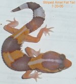 Unsexed-Amel-Stripe-Fat-Tail-1.JPG