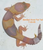 Unsexed-banded-Amel-Fat-Tail-7-20-05.JPG