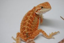 DSC_1051.jpg
