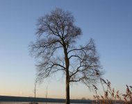 tree.jpg