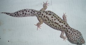 Female-Line-Bred-Snow.JPG