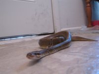 IMG_0123.jpg