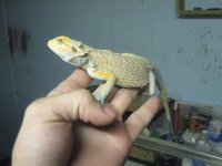 lewistribe50317 030.jpg